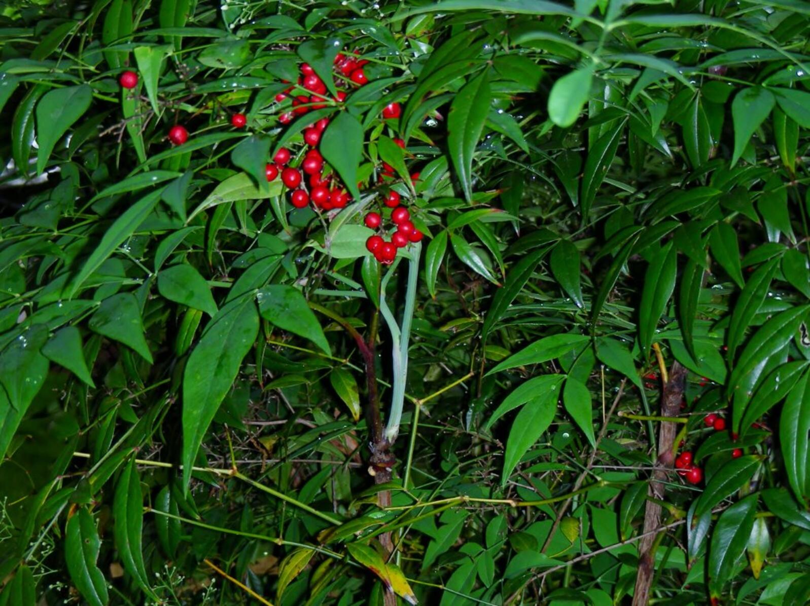 nandina berries kill birds | audubon arkansas