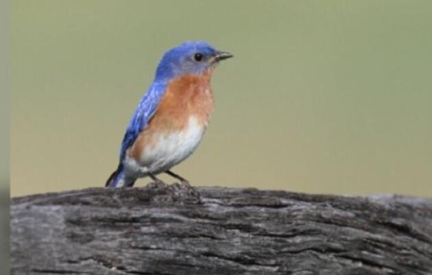 Bluebird makes dramatic comeback in Arkansas
