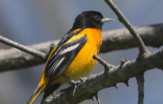 Saving Arkansas's Climate Threatened Birds